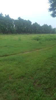 23 Bigha Agricultural/Farm Land for Sale in Jaipur