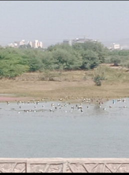 1441 Sq. Yards Residential Plot for Sale in Shivdaspura, Jaipur