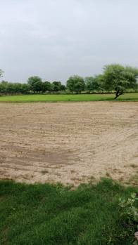 Agricultural/Farm Land for Sale in Mohangarh, Jaisalmer (25 Bigha)