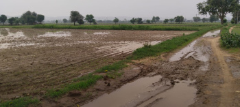 2500 Sq. Yards Agricultural/Farm Land for Sale in Naugaon, Alwar