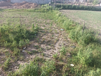 11 Acre Agricultural/Farm Land for Sale in Banur, Mohali