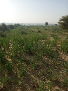 62 Bigha Agricultural/Farm Land for Sale in Nokha, Bikaner