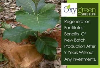 11000 Sq.ft. Agricultural/Farm Land for Sale in Butibori, Nagpur