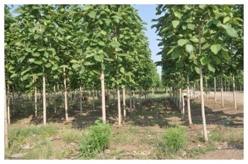 Farm House for Sale in Butibori, Nagpur (11000 Sq.ft.)