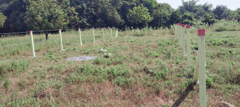 2000 Sq.ft. Agricultural/Farm Land for Sale in Udvada, Valsad