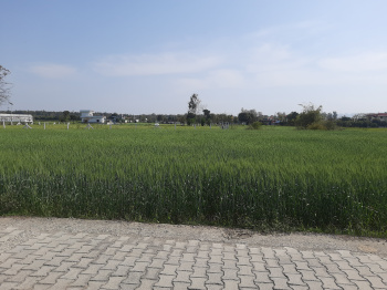 4 Bigha Agricultural/Farm Land for Sale in Chharba, Dehradun