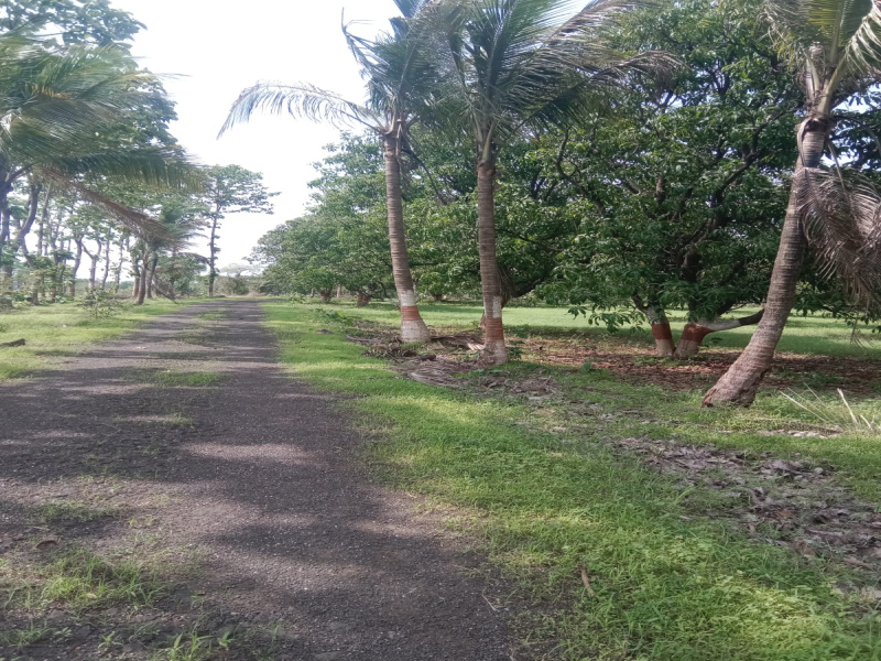 560 Guntha Agricultural/Farm Land For Sale In Alibag, Raigad