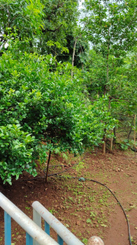 Agricultural/Farm Land for Sale in Vangani, Thane (92 Guntha)