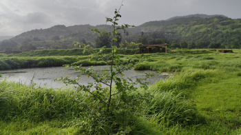 62 Guntha Industrial Land / Plot for Sale in Panvel, Raigad