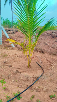Property for sale in Akkaraipatti, Tiruchirappalli