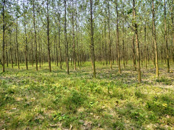 9 Acre Agricultural/Farm Land for Sale in Model Town, Yamunanagar
