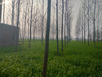 Agricultural/Farm Land for Sale in Jagadhri, Yamunanagar (7 Acre)