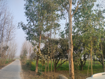 Industrial Land / Plot for Sale in Jagadhri, Yamunanagar (28 Acre)