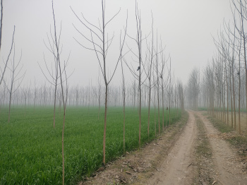 Agricultural/Farm Land for Sale in Jagadhri, Yamunanagar (20 Acre)