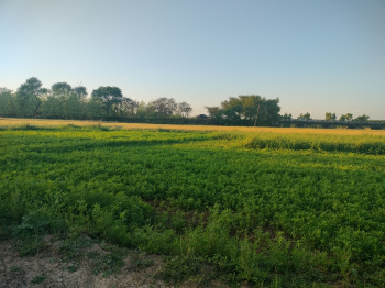 28 Sq.ft. Agricultural/Farm Land for Sale in Radaur, Yamunanagar