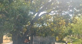 Agricultural/Farm Land for Sale in Chhachhrauli, Yamunanagar (10 Acre)