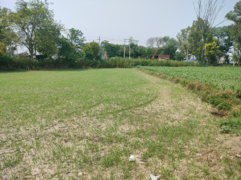 2400 Sq. Yards Agricultural/Farm Land for Sale in Jagadhri, Yamunanagar
