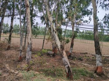 Agricultural/Farm Land for Sale in Civil Lines, Yamunanagar (2 Acre)