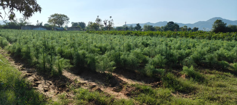 20 Bigha Agricultural/Farm Land For Sale In Sanchore, Jalor