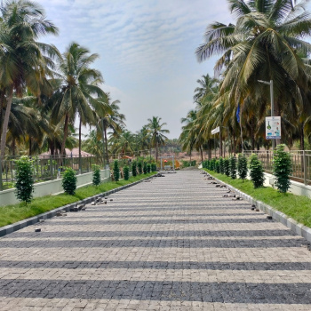 Luxury coconut trees farm land for sale