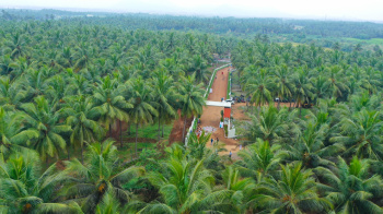 Luxury coconut trees farm land for sale