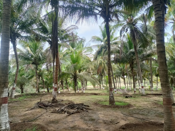 Low budget coconut trees farm land for sale