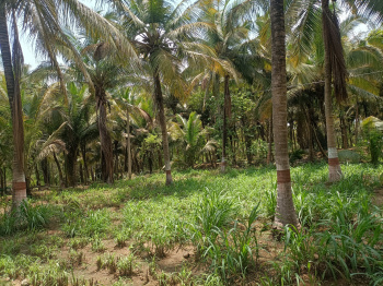 Low budget coconut Trees farm sales