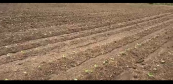 Agricultural/Farm Land for Sale in Kondhali, Nagpur (15 Ares)