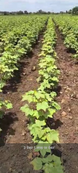 Property for sale in Kuhi, Nagpur