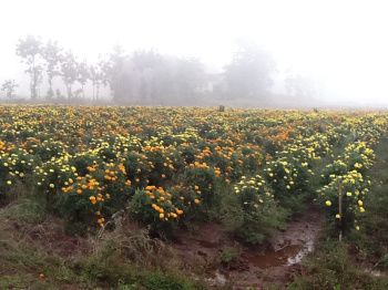 Agricultural/Farm Land for Sale in Tadoba, Chandrapur (3 Acre)