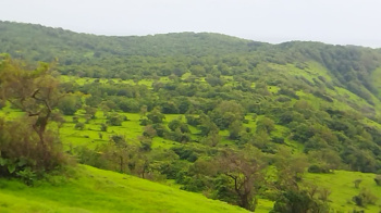 Mango pulp company with 17000 mango trees devgad