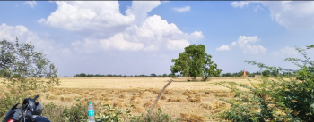 Agricultural/Farm Land for Sale in Jalalabad, Shahjahanpur (60 Bigha)