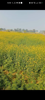 Agricultural/Farm Land for Sale in Manesar, Gurgaon (1.5 Acre)
