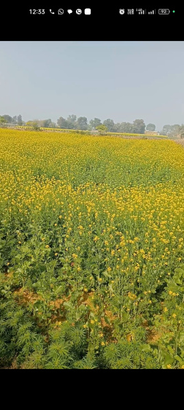 Agricultural/Farm Land for Sale in Manesar, Gurgaon (1.5 Acre)