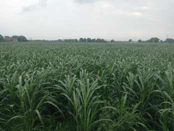 Agricultural/Farm Land for Sale in Bilaspur, Gurgaon (10 Acre)