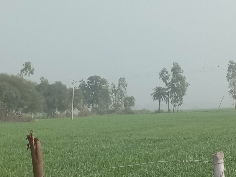 Agricultural/Farm Land For Sale In Sandi, Hardoi (32 Acre)