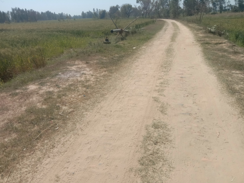 Agricultural/Farm Land For Sale In Pihani, Hardoi (60 Acre)