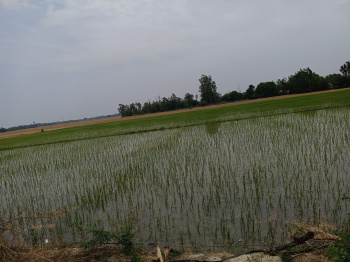 Property for sale in Harpalpur, Hardoi