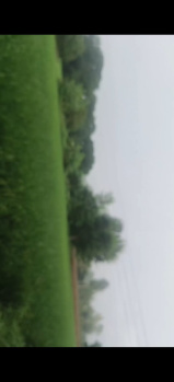 65 Bigha bagh farmhouse land for sale--- Siyana(Bulandshar)