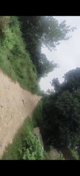 50 Bigha bagh Land for Sale — Majra Pali Bhamroli, siyana,( Bulandshahr)