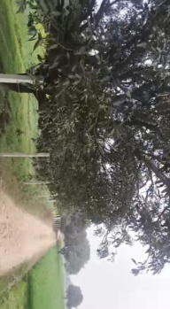 Farm house for sale bagh for sale