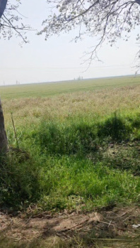 Property for sale in Hastinapur, Meerut