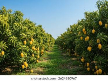 Property for sale in Siana, Bulandshahr