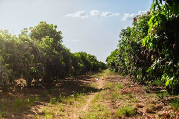 Agricultural/Farm Land for Sale in Garhmukteshwar, Hapur (15 Bigha)