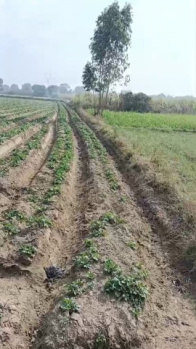 Agriculture Land for sale in Hapur