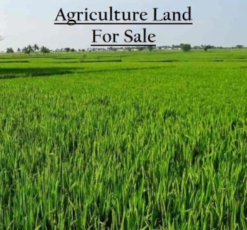 Property for sale in Ratia, Fatehabad