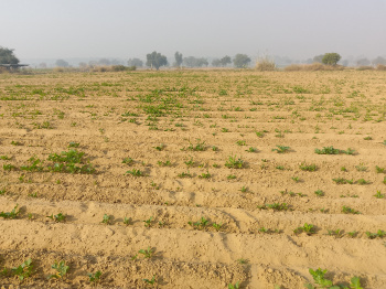 Agricultural/Farm Land for Sale in Siwani, Bhiwani (15 Acre)