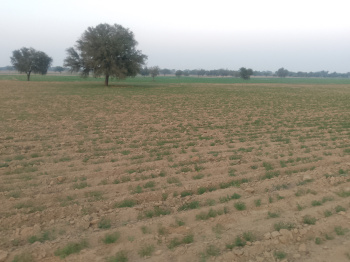 Agricultural/Farm Land for Sale in Siwani, Bhiwani (15 Acre)