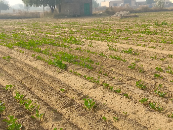 Property for sale in Siwani, Bhiwani