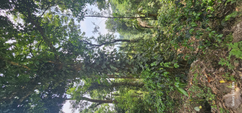 3 Acre Agricultural/Farm Land for Sale in Attapadi, Palakkad